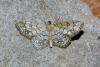 Idaea moniliata